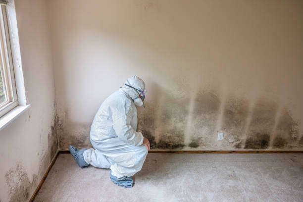 Why You Should Choose Our Mold Remediation Services in Danville, IN